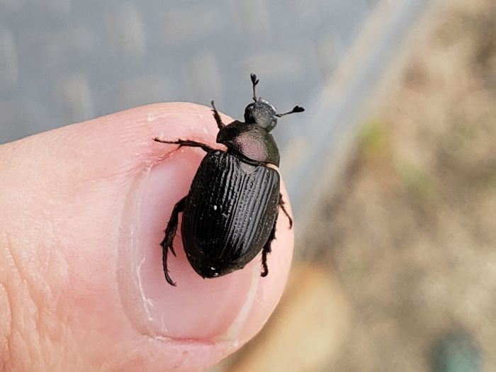 A black beetle on a fingertip's fingernail