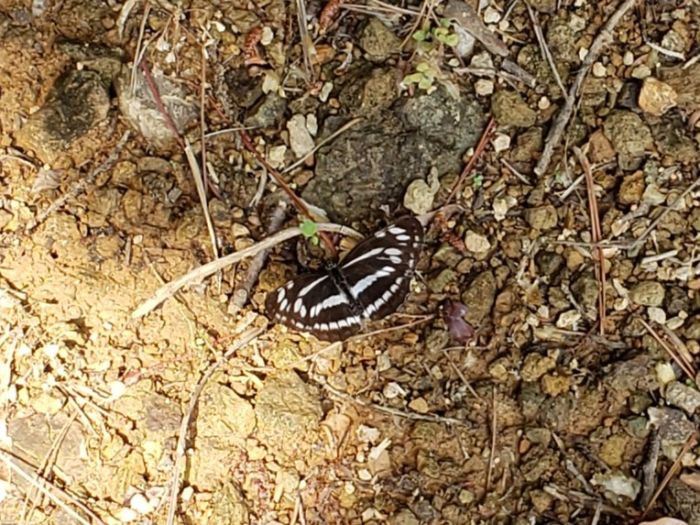 A black butterfly with white markings on the ground
