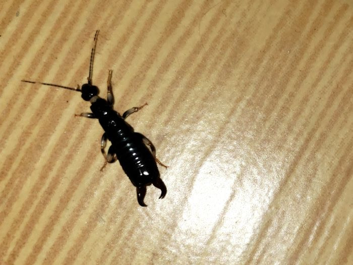 A black earwig on the floor