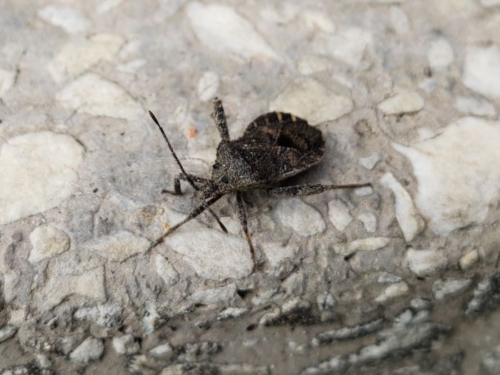 A bug on concrete