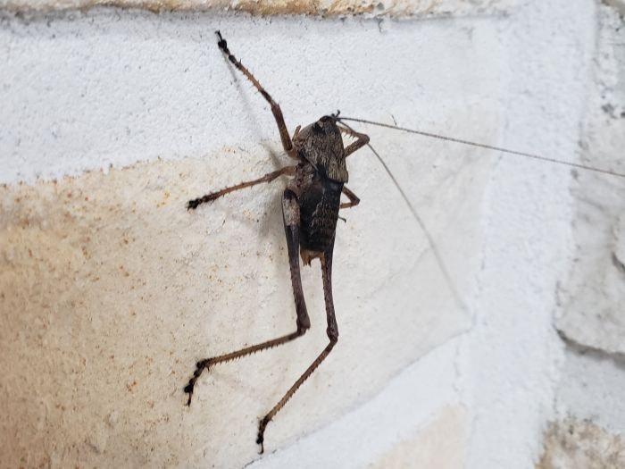 A cricket on a brick wall