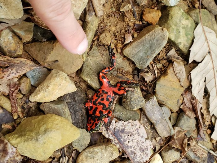 The underside of a fire-bellied toad in Goseong, Gyeongnam, Korea
