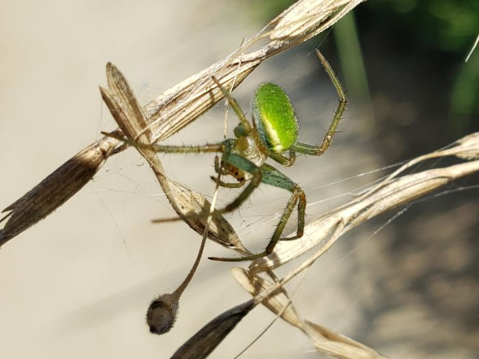 A green spider on dead grass