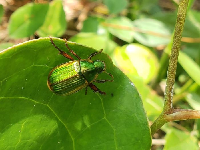 A shiny green beetle