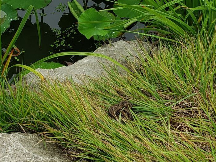 A small snake in the grass next to a pond