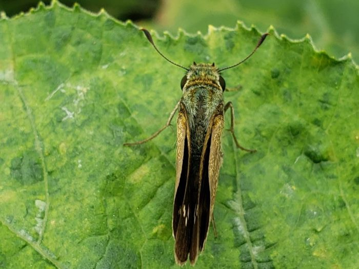 A spotted butterfly or moth with folded wings