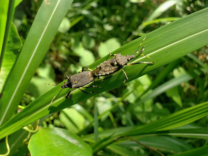 Two bugs mating on a blade of grass