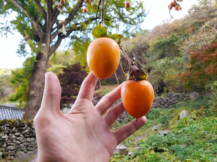Two hongshi persimmons dangling from a tree