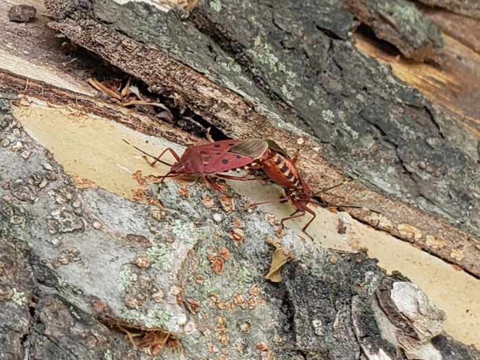 Two red bugs mating on a tree