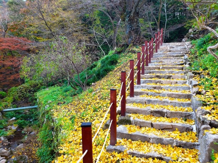 Yellow Gingko leaves covering stone stairs