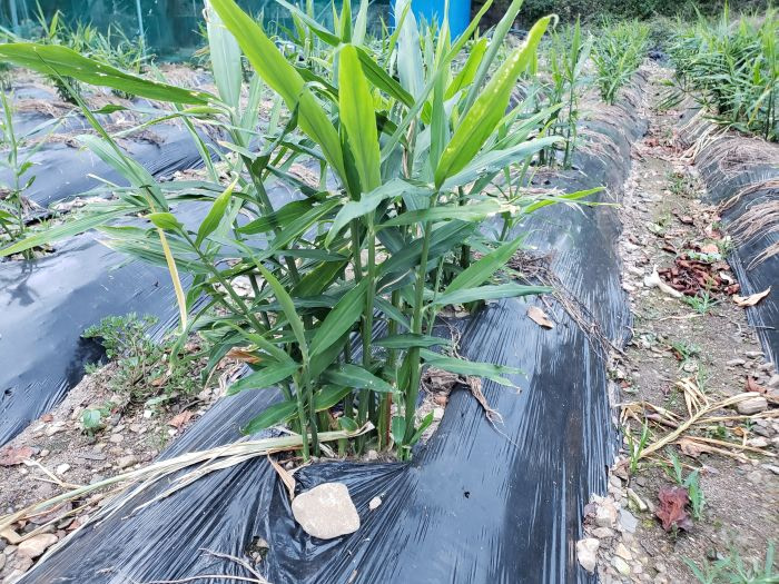 A closeup of ginger plant tops