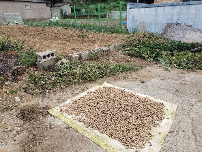 Dug up peanuts in Goseong, Korea
