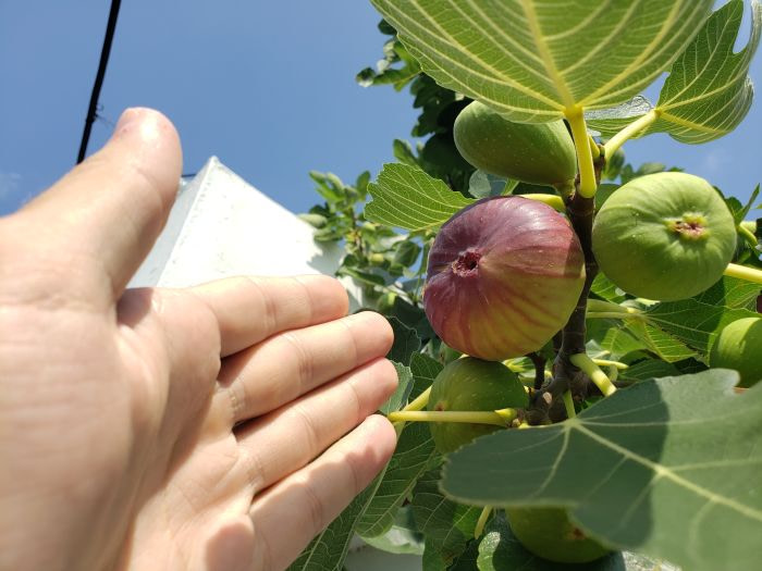 Figs growing on a tree in Korea