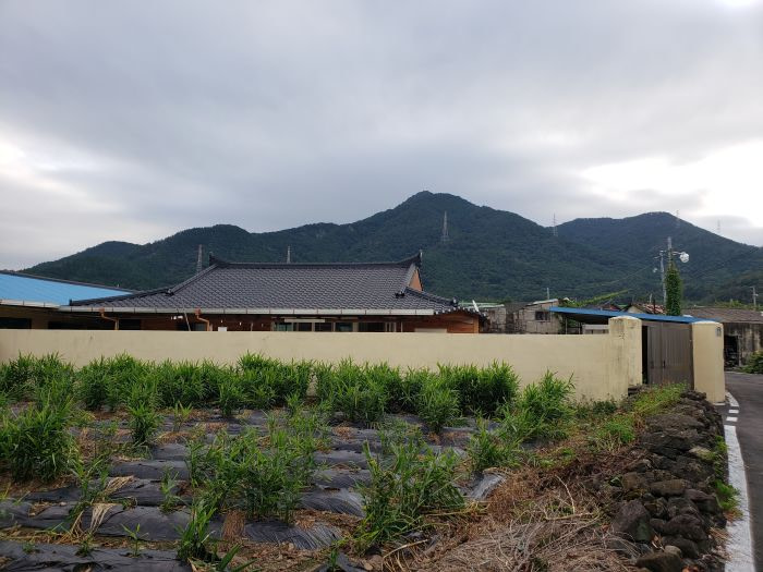 A garden of ginger plants growing in a Korean village