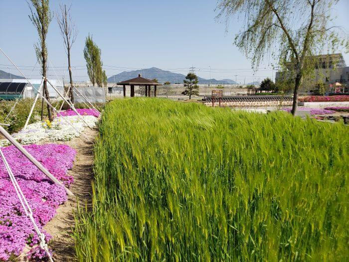 Green barley growing in Korea next to a flower garden