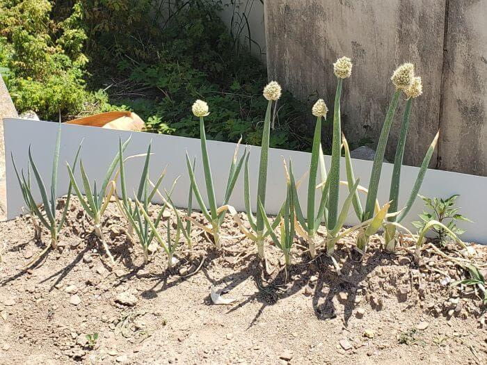 Onion plants growing in dirt