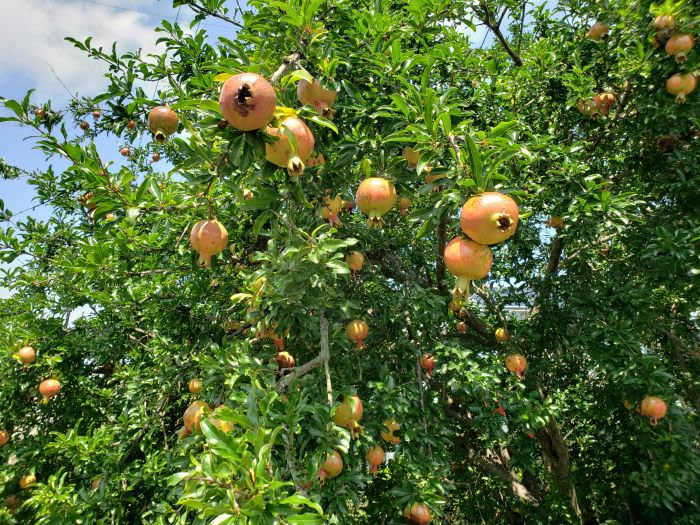 A pomegranate tree in Korea full of pomegranates