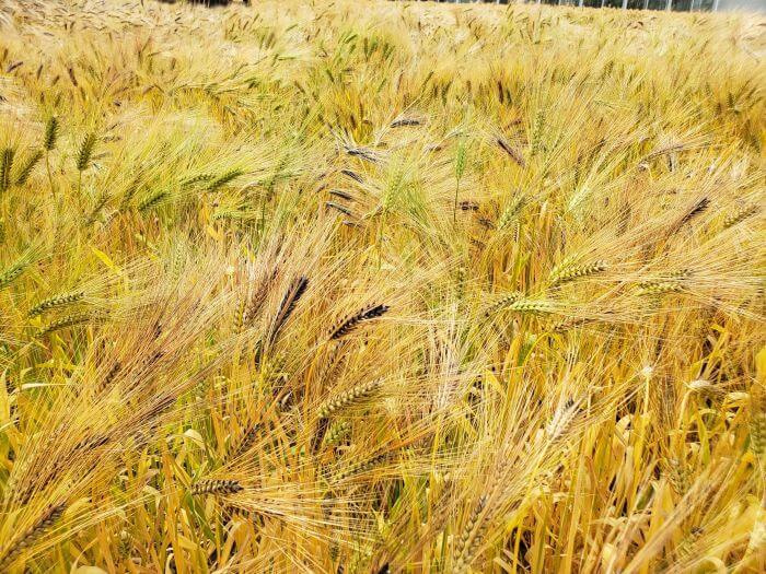 A ripe barley field in Goseong, Gyeongsangnam-do, Korea