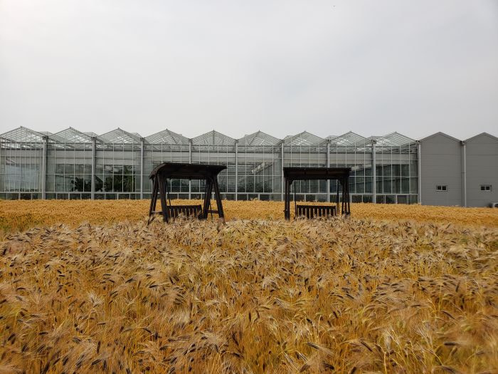A pair of swinging benches in a barley field at the Goseong Agricultural Technology Center