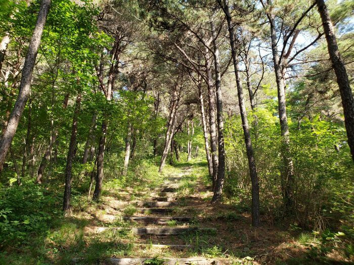 Wooden steps through a forest on a hillside