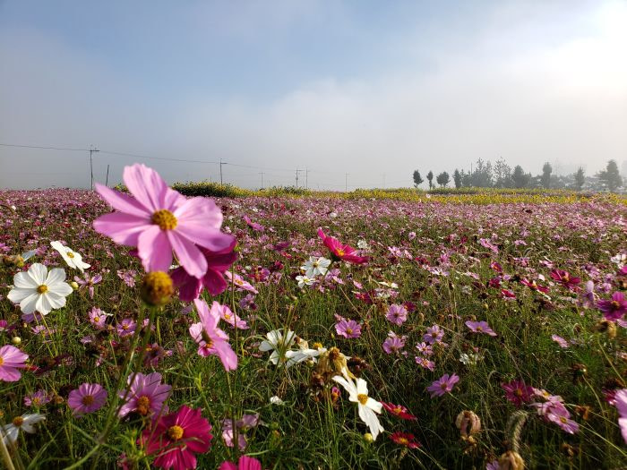 A field of purple, white, and pink flowers