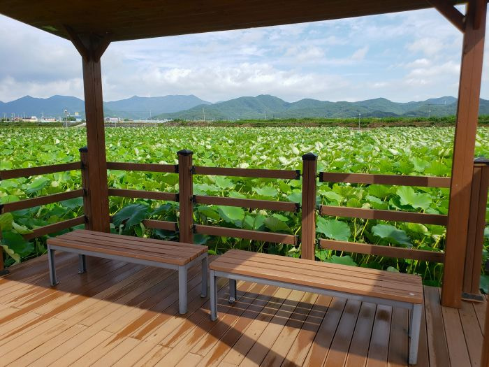 A fence around benches facing a large area of lotus plants and mountains in Korea