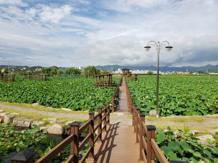 A boardwalk through lotus ponds in Korea