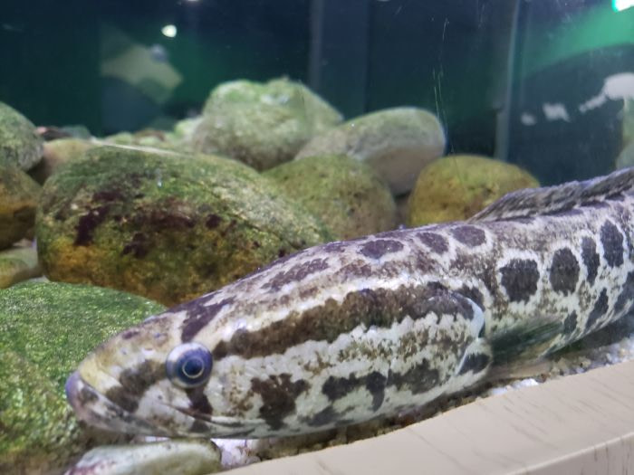 Closeup of a long, skinny, speckled fish in a tank with rocks