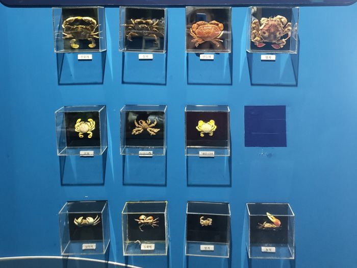 Different kinds of crabs showcased on a wall in the Goseong Ecology Center