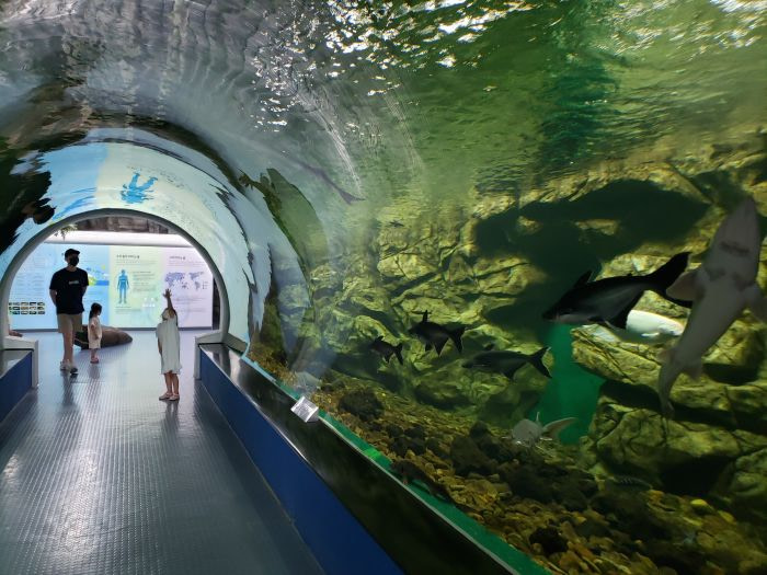 Kids reaching up towards fish swimming overhead
