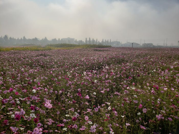 A large field of pink, purple, and white flowers at the Goseong Ecology Learning Center in Korea