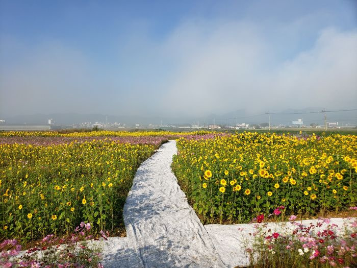 Large Korean sunflower fields crisscrossed by walking paths