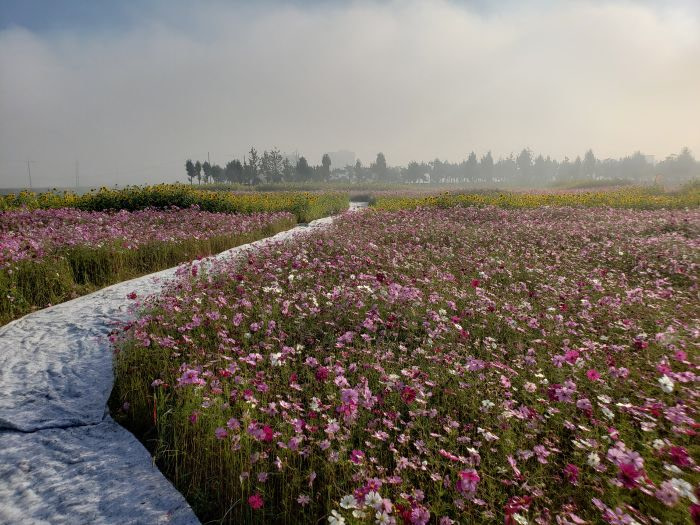 A path leading through a misty sea of pink, purple, and white wildflowers, with sunflowers in the distance