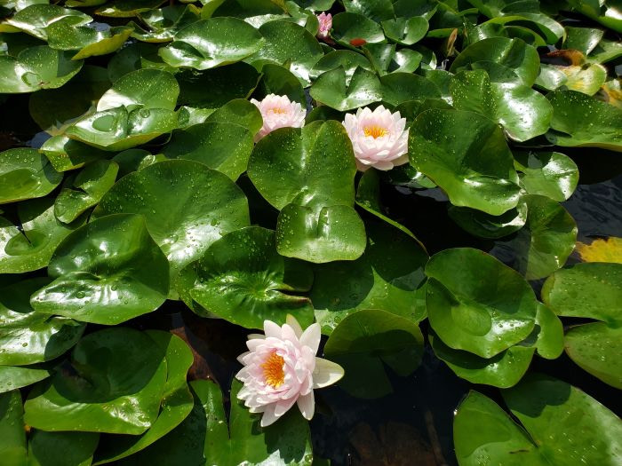 Pink lilies blooming