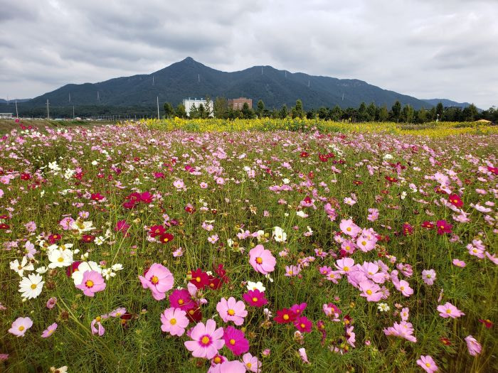 A field of wildflowers and sunflowers with Georyusan Mountain in the background
