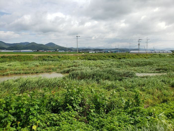 A river and tall grass in Goseong, Gyeongnam, Korea