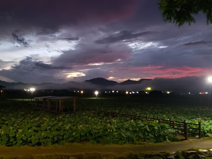 A sunset over lotus ponds