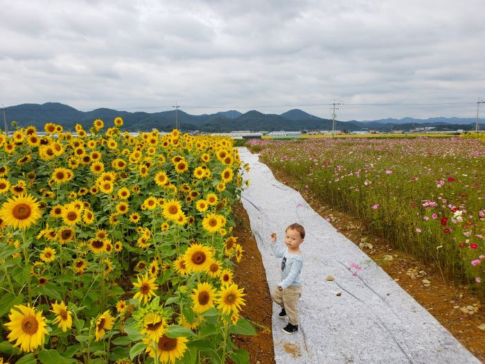 Toddler Noah standing between a sunflower field and wild flowers
