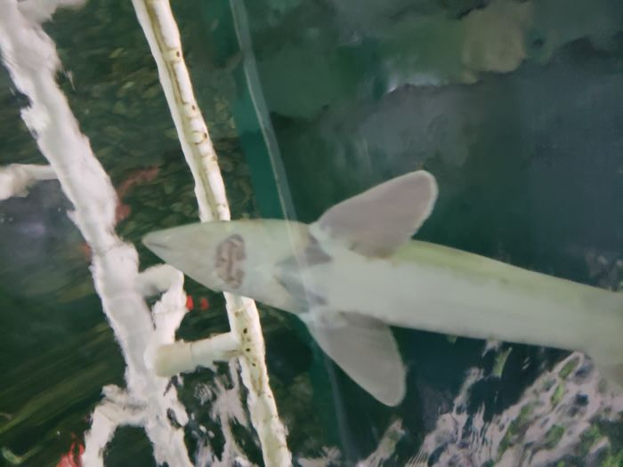 The underside of a small shark in a fish tank