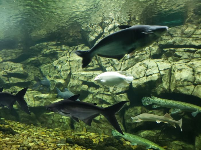 Various large fish and small sharks in a large tank with rocks