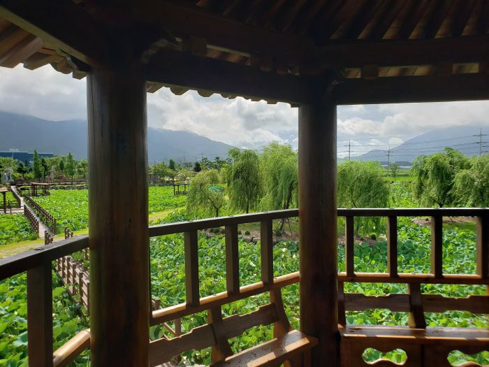 View of lotus ponds from a wooden pavilion