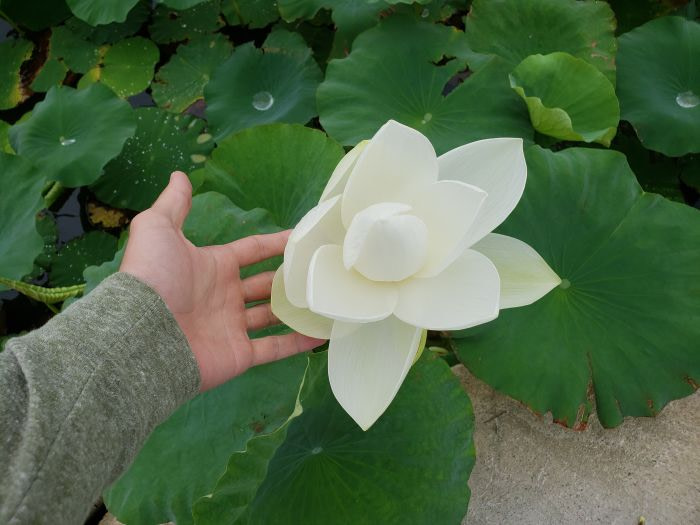 A white lotus blossom in Goseong, Gyeongnam, Korea