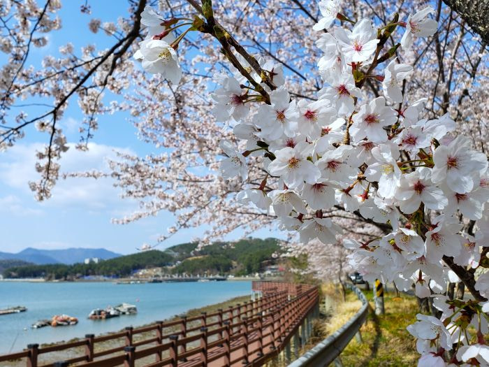Cherry blossoms along Haejigae Coastal Trail in Goseong, Gyeongnam, Korea