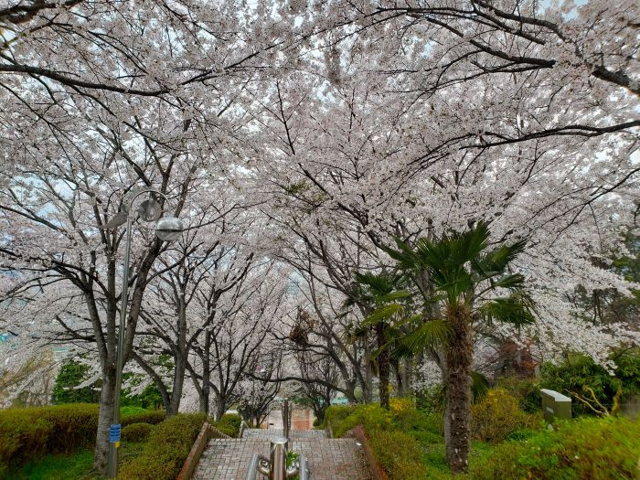 Cherry blossoms along stairs at Namsan Park in Goseong, Gyeongnam, Korea