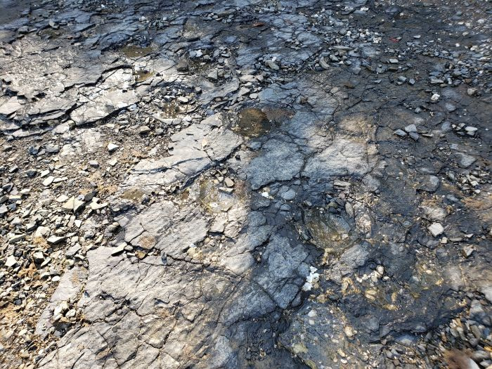 Dinosaur footprints in their original location in Goseong, Gyeongnam, Korea