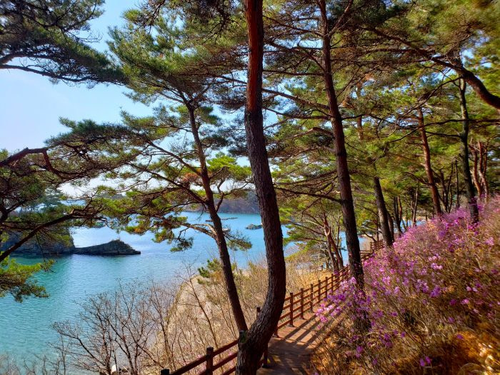A path along Solseom Island with purple flowers