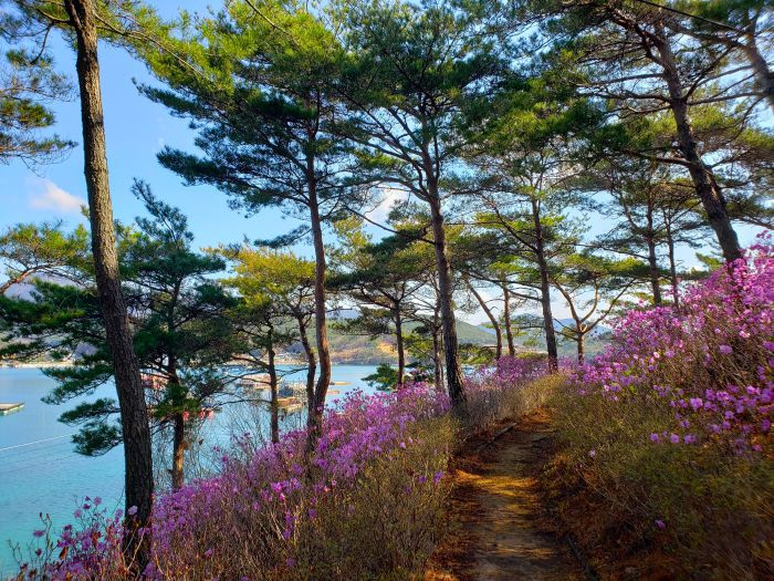 A path through purple azalea flowers on Solseom Island