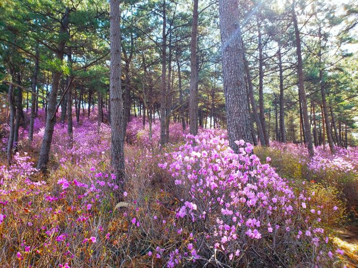A pine forest filled with purple azalea flowers