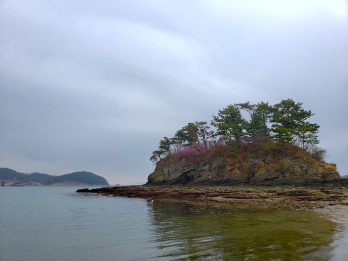 Solseom Island with purple azalea flowers