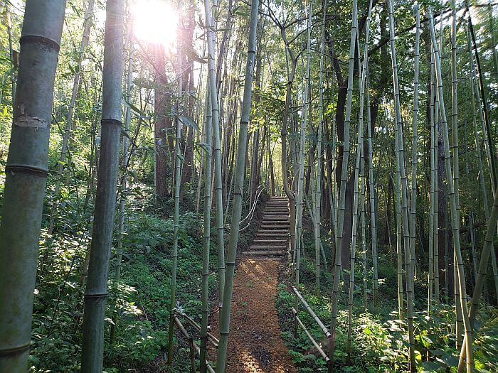Sunshine through bamboo at a trail in Namsan Park